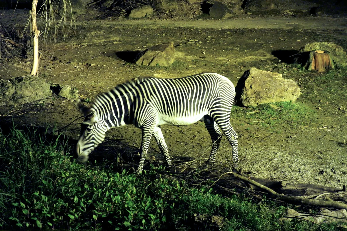 夜間照明に照らされたシマウマのイメージ