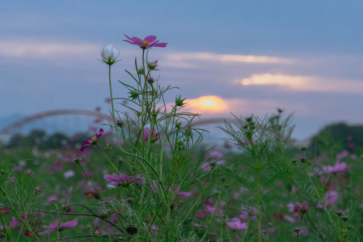 コスモス畑と夕景のイメージ
